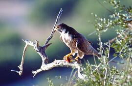 Falcó ("Falco peregrinus")