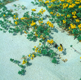 Ruda ("Ruta graveolens")