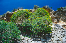 Floreta de pastor ("Euphorbia rigida")