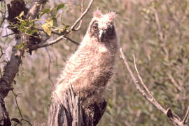 Mussol jove ("Otus scops")
