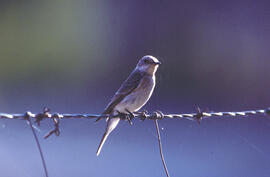 Picamosques ("Muscicapa striata")