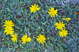 Gatell ("Launaea cervicornis")