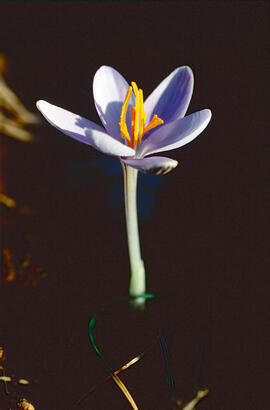 "Crocus biflorus"
