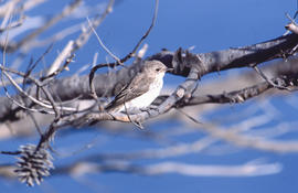 Picamosques ("Muscicapa striata")