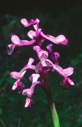 Orquídia ("Orchis mascula")