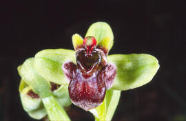 Orquídia abella ("Ophrys apifera")