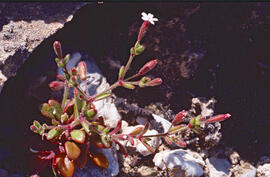 "Silene gallica"
