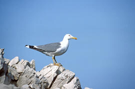 Gavina ("Larus michahellis")