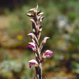 Clavell ("Limodorum abortivum")