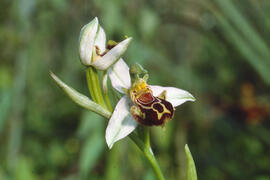 Orquídia abella ("Ophrys apifera")