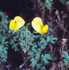 Alorens ("Ononis natrix")