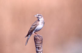 Terrola ("Calandrella brachydactyla")