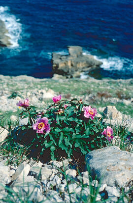 Peònia ("Paeonia mascula")