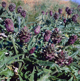 Carxofera ("Cynara cardunculus var. scolymus")