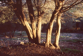 Alzines ("Quercus ilex")