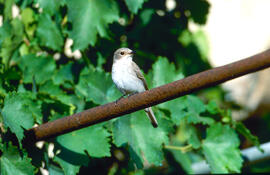 Picamosques ("Muscicapa striata")