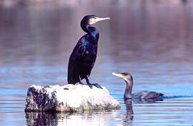 Corpatassa ("Phalacrocorax carbo")