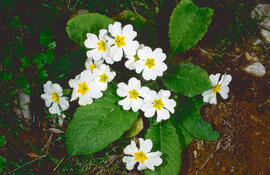 Primavera blanca ("Primula vulgaris")