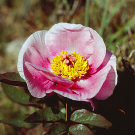 Peònia ("Paeonia mascula")