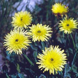 Llonguera integrifòlia ("Andryala integrifolia")
