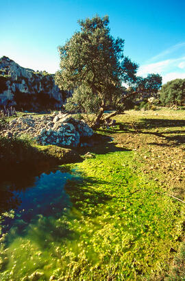 Serra de Tramuntana. Bassal d'aigua