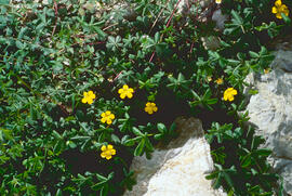 Gram negre ("Potentilla argentea")