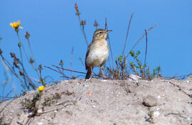 Titina d'estiu ("Anthus campestris")