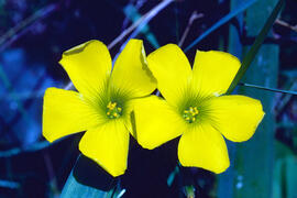 Agrella ("Oxalis corniculata")