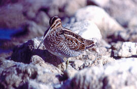 Cegall ("Gallinago gallinago")