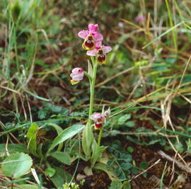 Abellera vermella ("Ophrys tenthredinifera")