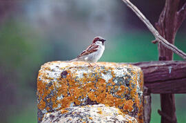 Pardal ("Passer domesticus")