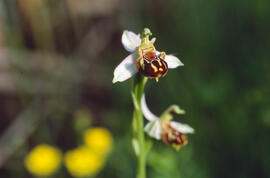 Orquídia abella ("Ophrys apifera")
