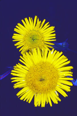 Herba de Sant Roc ("Pulicaria dysenterica")
