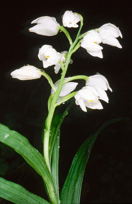 Curraià blanc ("Cephalanthera longifolia")