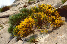 Gatosa ("Genista scorpius")