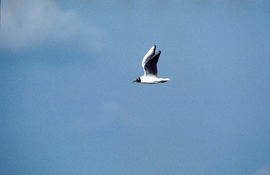 Gavina ("Larus michahellis")