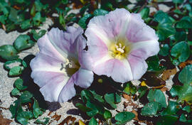 Campanetes ("Calystegia sepium")