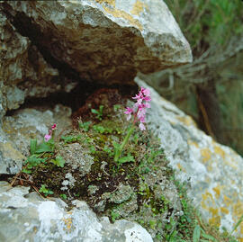 Orquídia ("Orchis mascula")