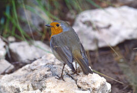Rupit ("Erithacus rubecula")