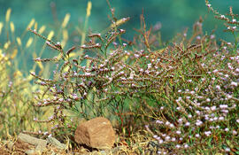 "Limonium virgatum"