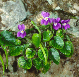 Viola d'olor ("Viola odorata")