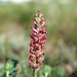 Abellera olorosa ("Anacamptis coriophora")