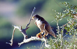 Falcó ("Falco peregrinus")