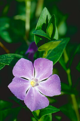 "Vinca major"