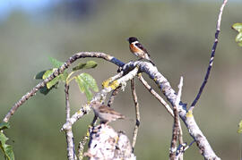 Vitrac ("Saxicola rubicola")