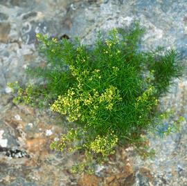 Espunyidella blanca ("Galium lucidum")