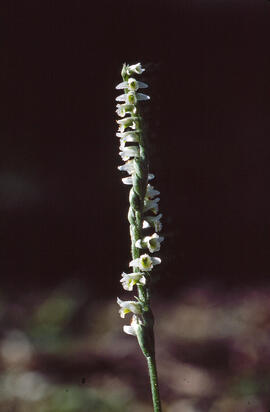 Orquídia de tardor ("Spiranthes spiralis")