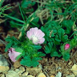 Malví hirsut ("Althaea hirsuta")