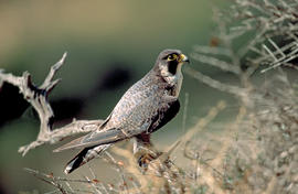 Falcó ("Falco peregrinus")
