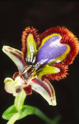 Abellera de mirall ("Ophrys speculum")